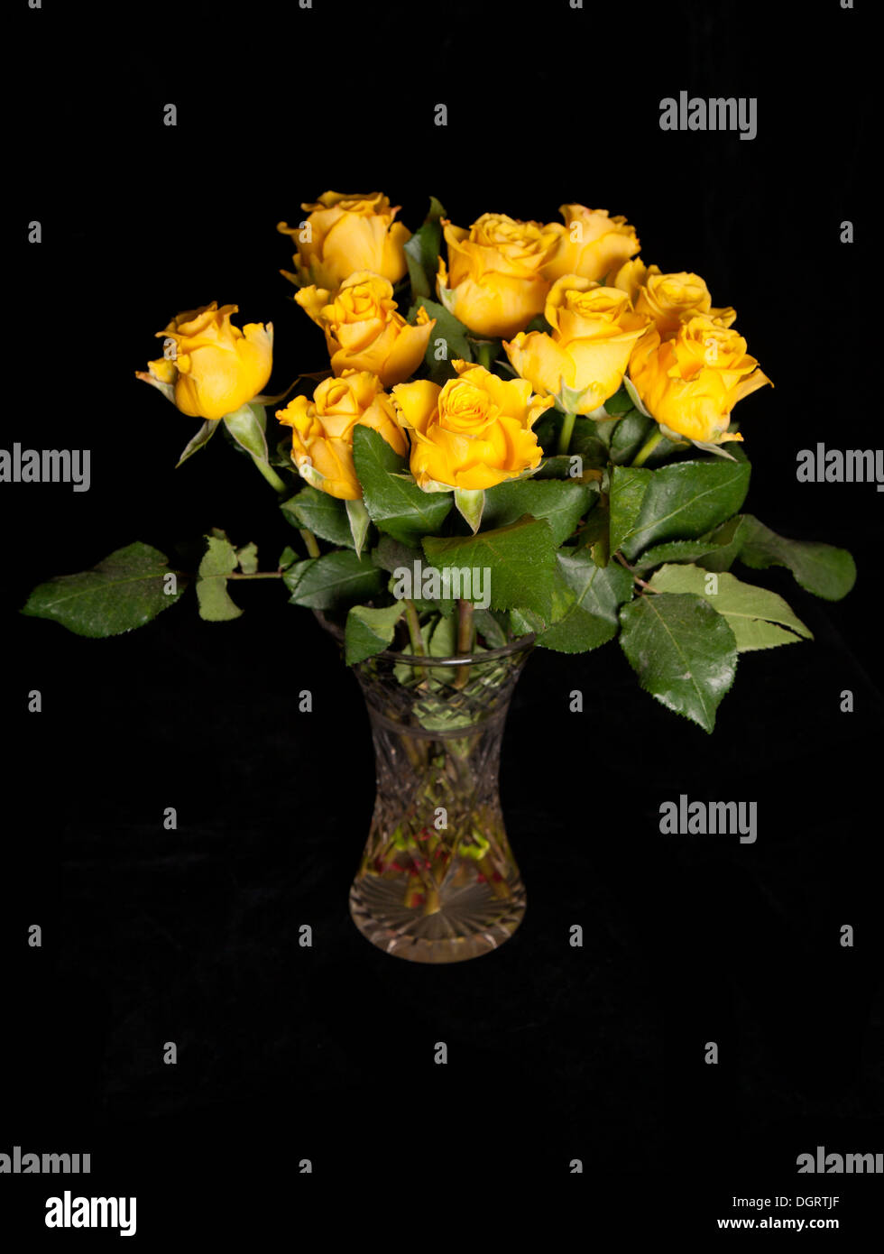 Yellow Roses With Black Background