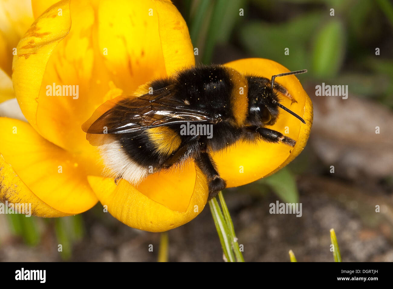 Buff-tailed bumble bee, large earth bumblebee, Dunkle Erdhummel, Porträt, Portrait, Bombus terrestris Stock Photo