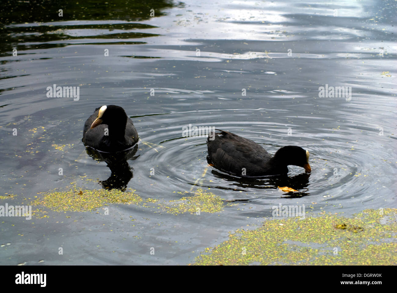 Wild ducks swimming in the water Stock Photo