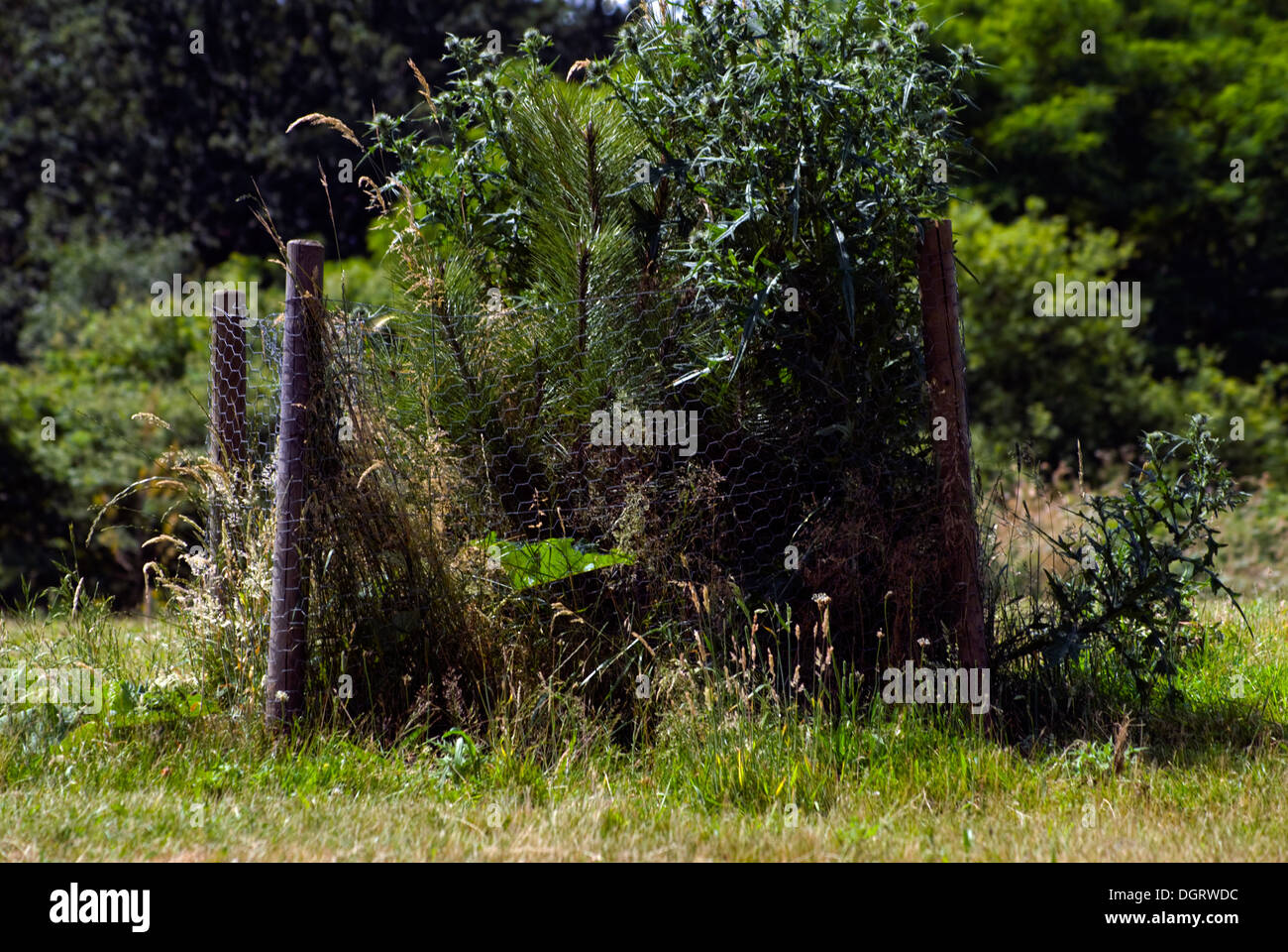 mesh tree guards for protecting young trees from rabbits Stock Photo