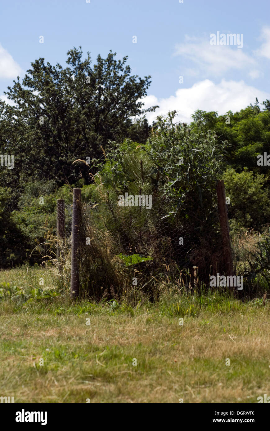 Protection from rabbits hires stock photography and images Alamy