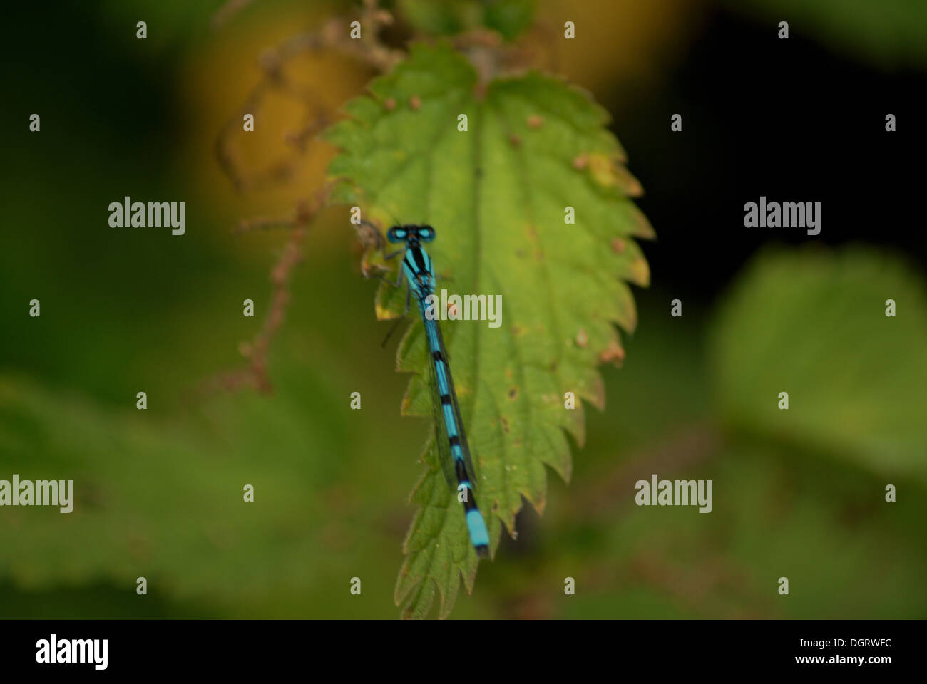 blue dragonfly on a green leaf Stock Photo - Alamy