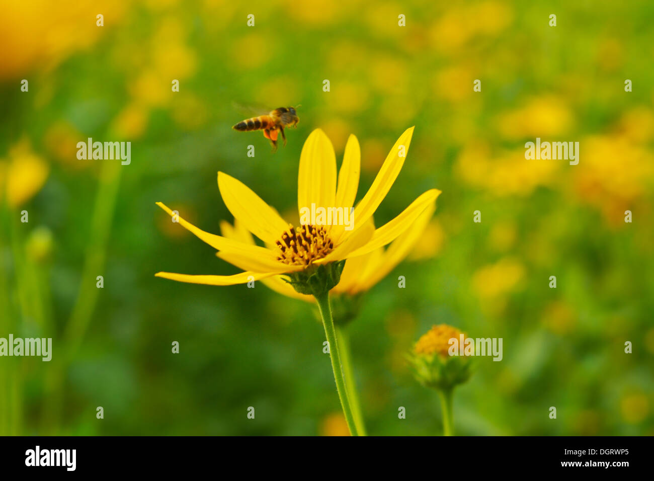 jerusalem artichokes sunflower and bee Stock Photo Alamy