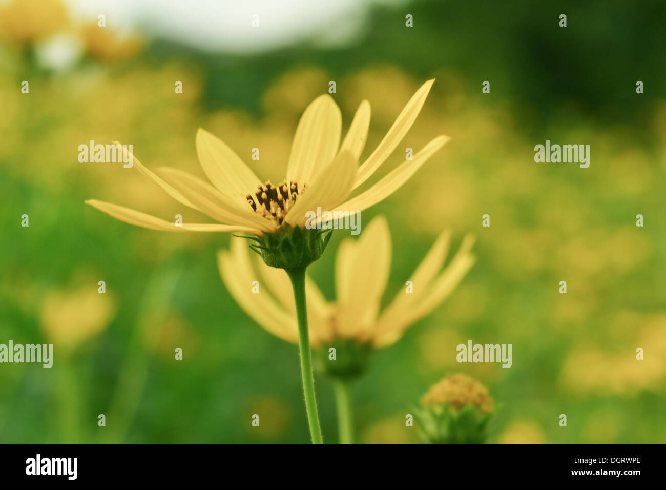jerusalem artichokes sunflower in garden Stock Photo Alamy
