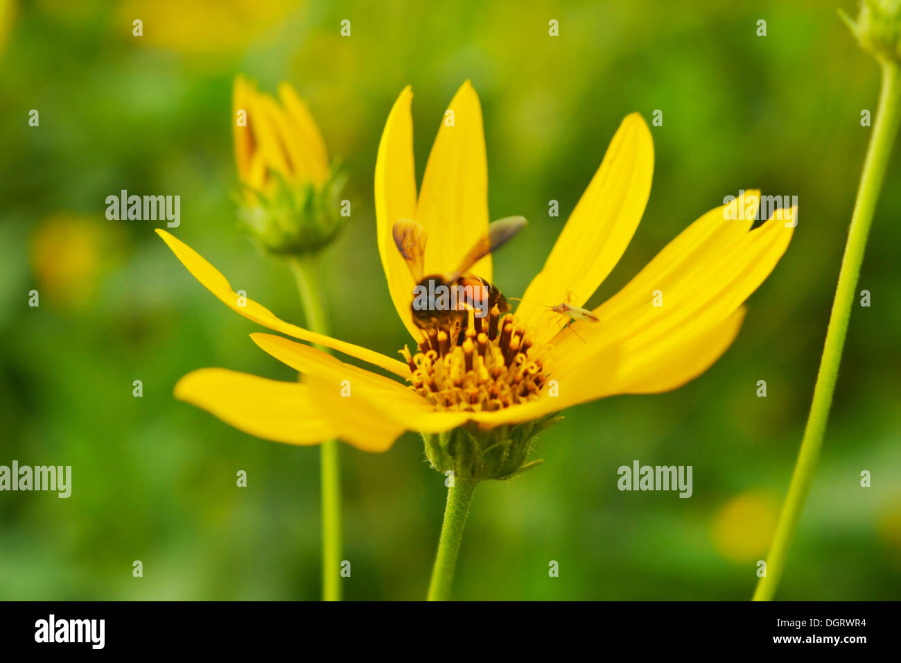 jerusalem artichokes sunflower and bee Stock Photo Alamy