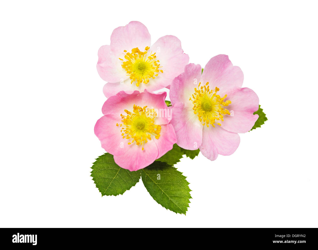 Blossoms of Sweet briar or Eglantine Rose (Rosa rubiginosa) Stock Photo