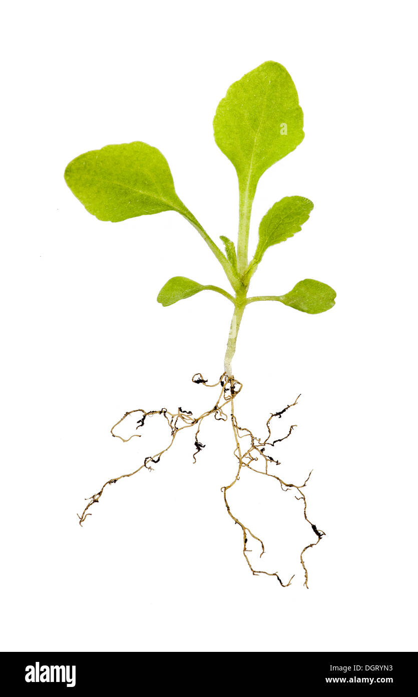 Young Foxglove (Digitalis), seedling Stock Photo Alamy