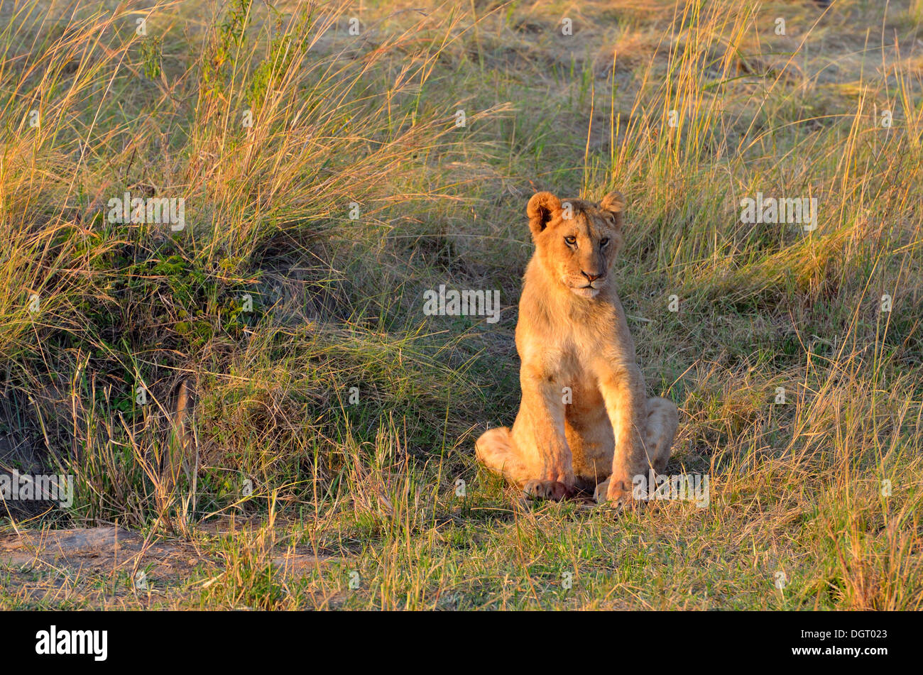 Masai mara lion sunset hi-res stock photography and images - Alamy