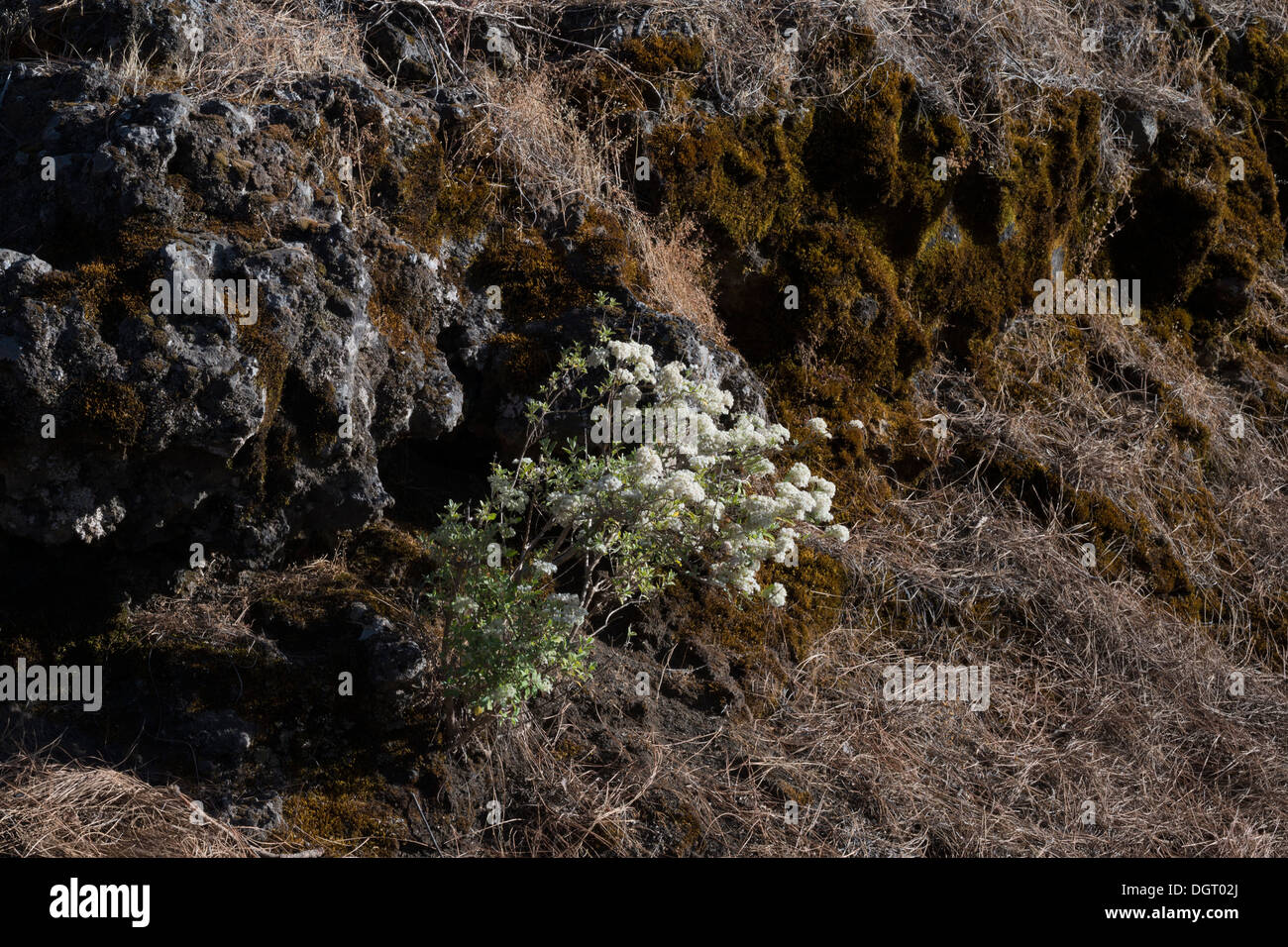 Bystropogon origanifolius, (poleo de pinar, mint) growing on young volcanic scoria deposits (jable), Cumbre Vieja, La Palma Stock Photo