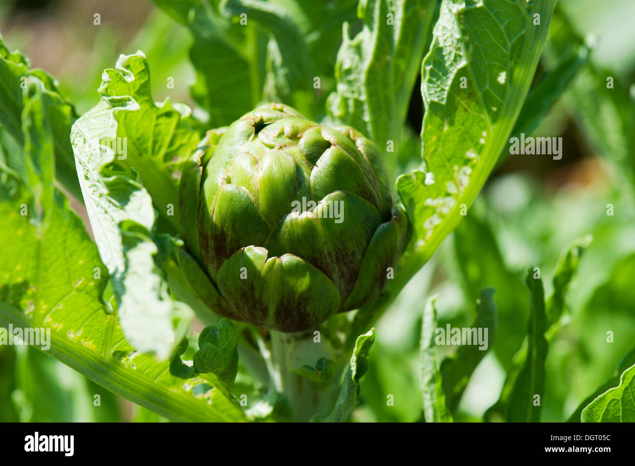 Kardoen - Cynara cardunculus 15 zaden | Hobbytuin Puurnatuur Zaden Kardoen - Cynara cardunculus 15 zaden | Hobbytuin Puurnatuur Zaden