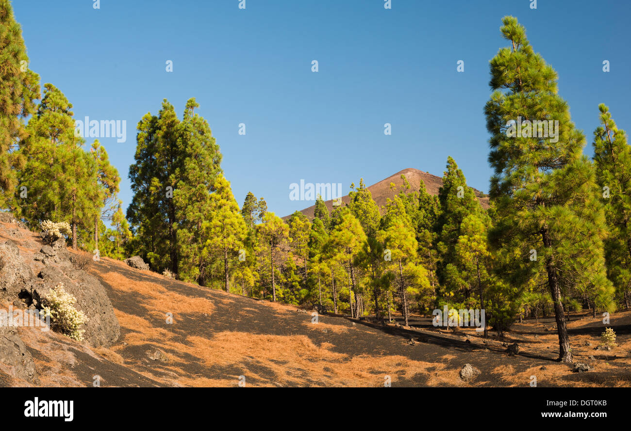 Pine trees and flowering mint on unconsolidated scoria deposits, with the volcanic cone of Pico Birigoyo in background Stock Photo
