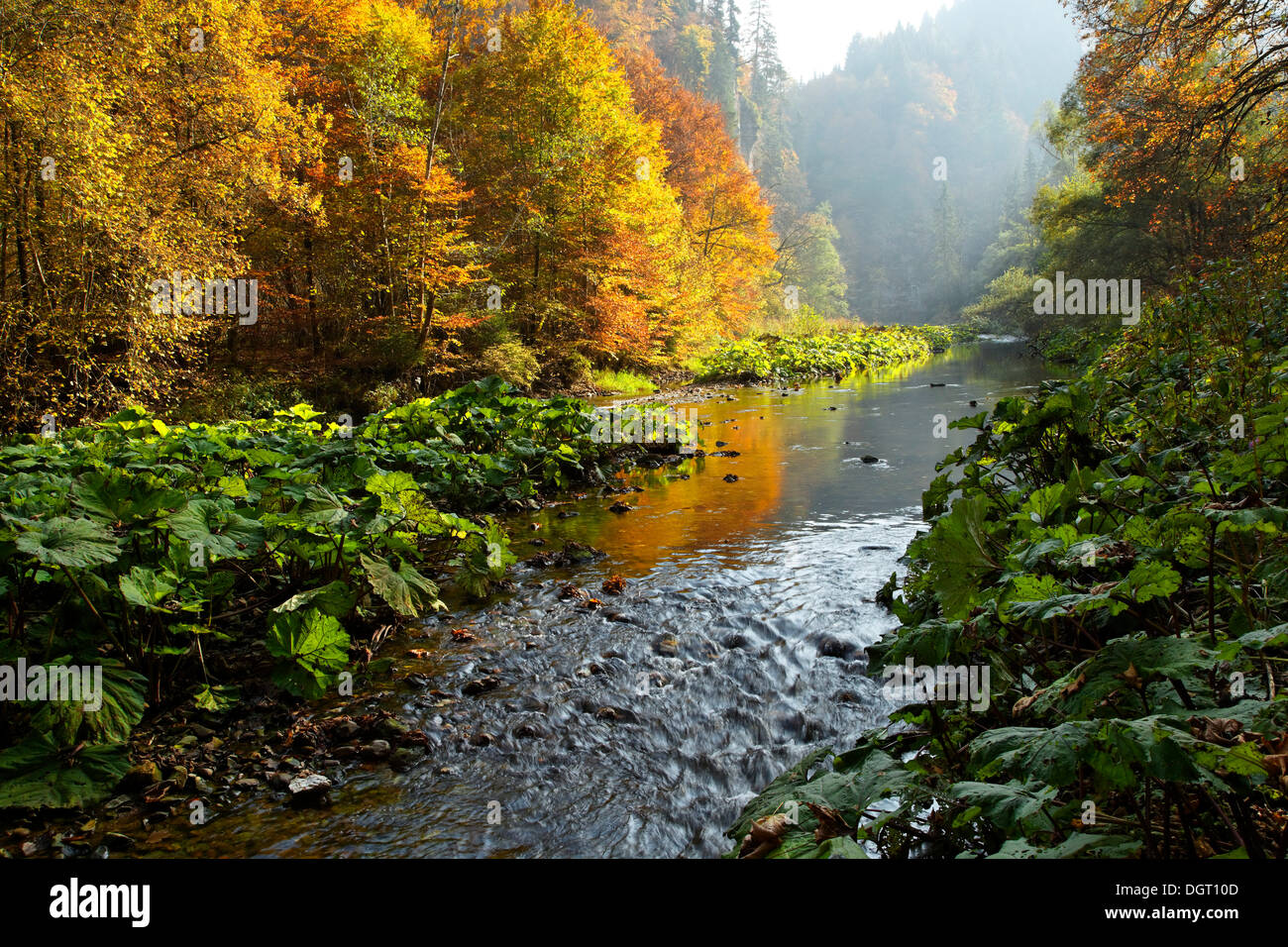 Wutachschlucht gorge in autumn, Bonndorf, Baden-Wuerttemberg, Black Forest mountain range Stock Photo
