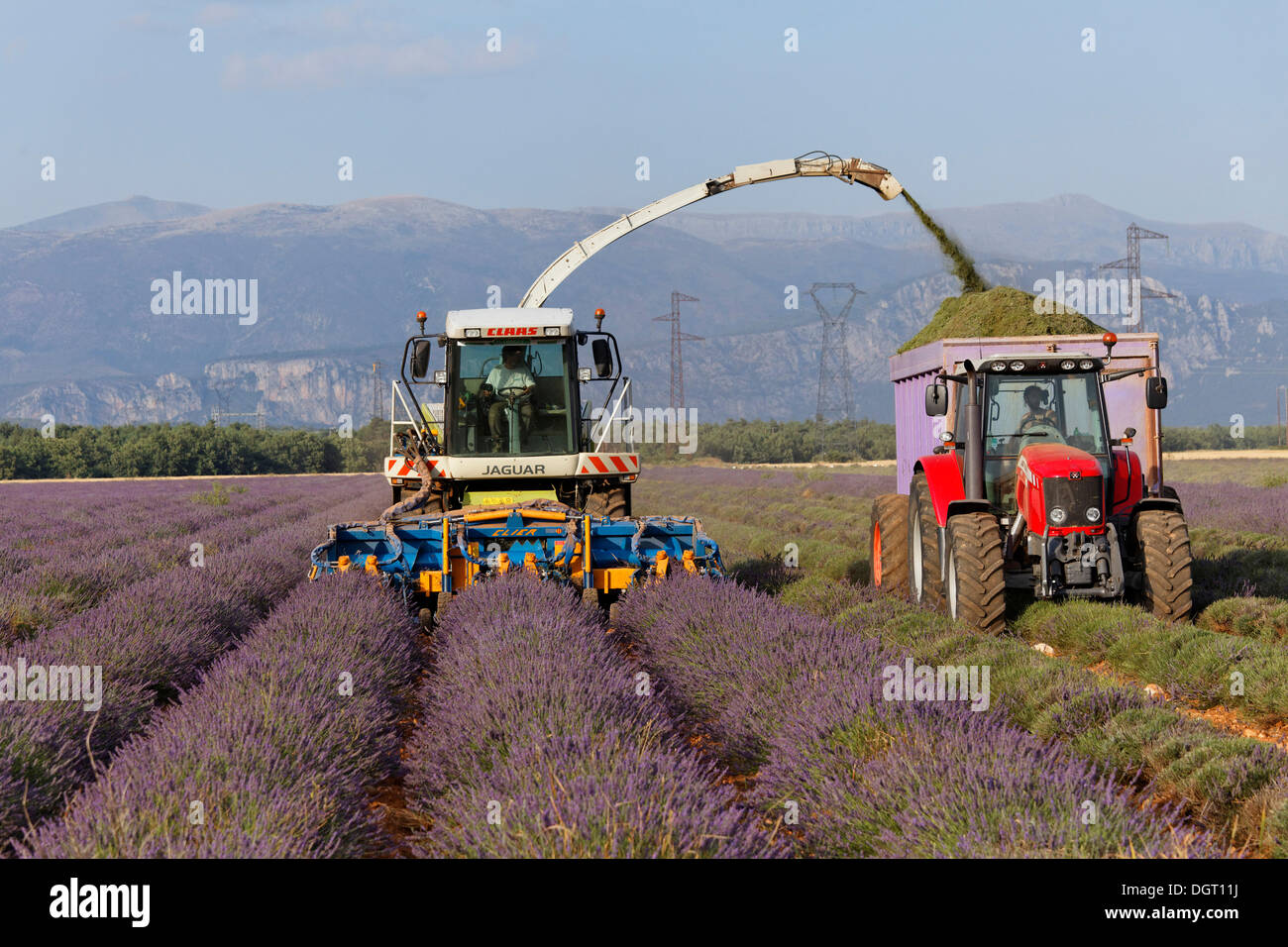 Lavender harvest by modern methods on the Valensole plateau, Riez, Provence region, Département Alpes-de-Haute-Provence, France Stock Photo