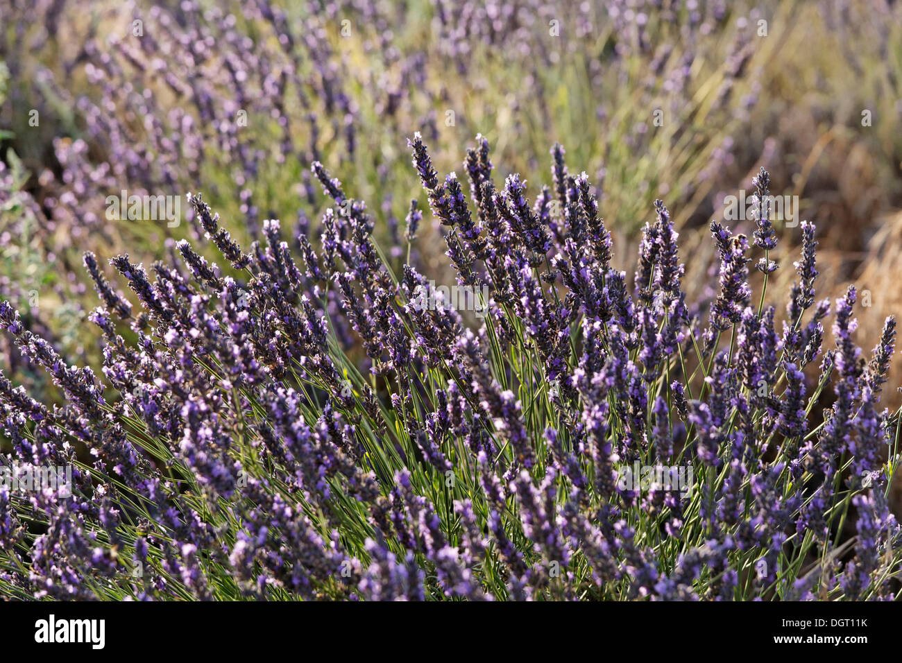 Lavender field on the Valensole plateau, Riez, Provence region, Département Alpes-de-Haute-Provence, France, Europe Stock Photo