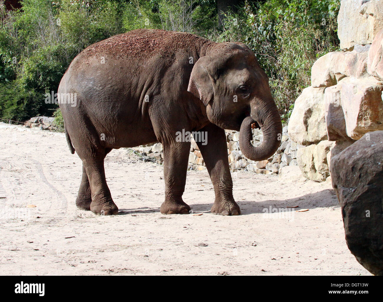 Asian elephant (Elephas maximus) Stock Photo