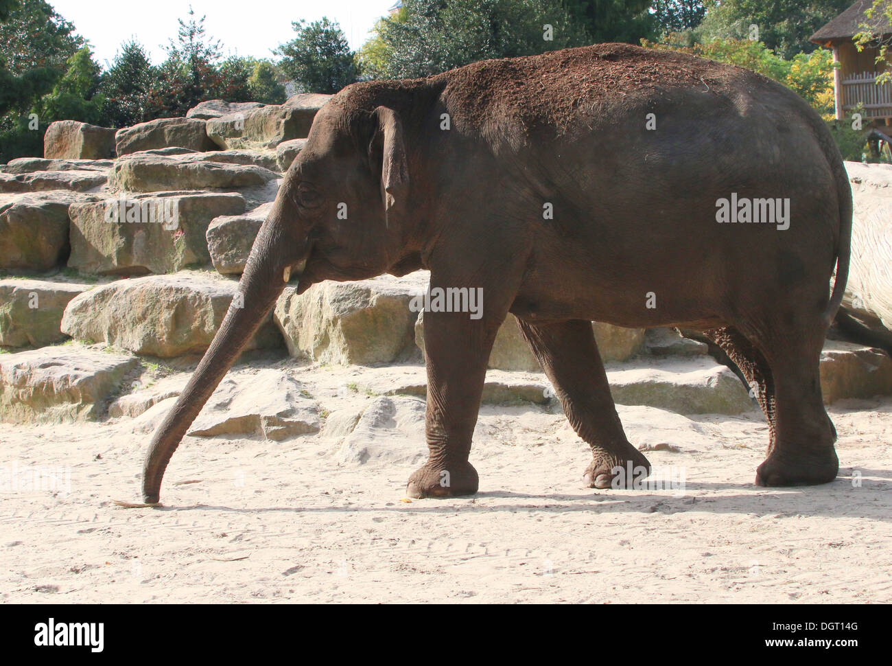 Asian elephant (Elephas maximus) Stock Photo
