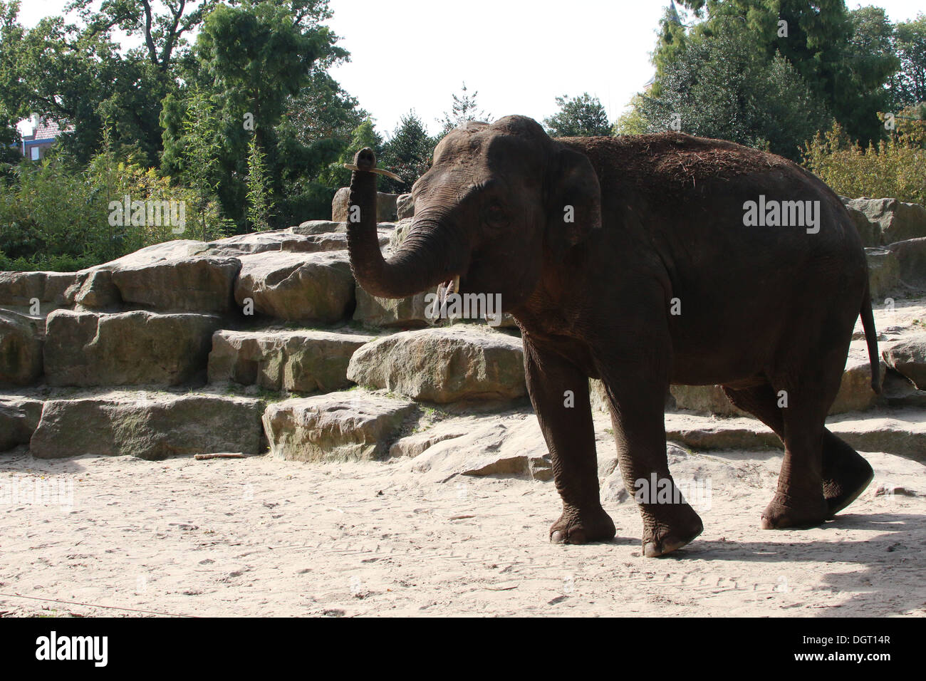 Upbeat  Asian elephant (Elephas maximus) dancing the quickstep (-; Stock Photo