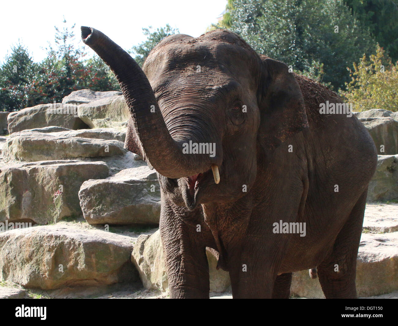 Asian elephant (Elephas maximus) trumpeting, trunk lifted upwards Stock Photo
