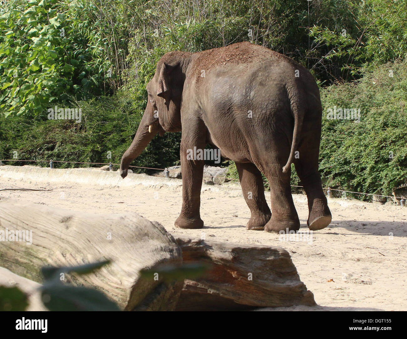 Asian elephant (Elephas maximus) in a natural setting Stock Photo