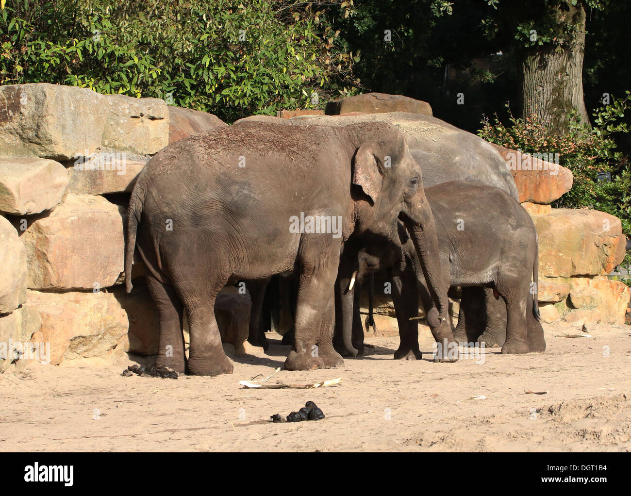 Herd  of Asian elephants (Elephas maximus) Stock Photo