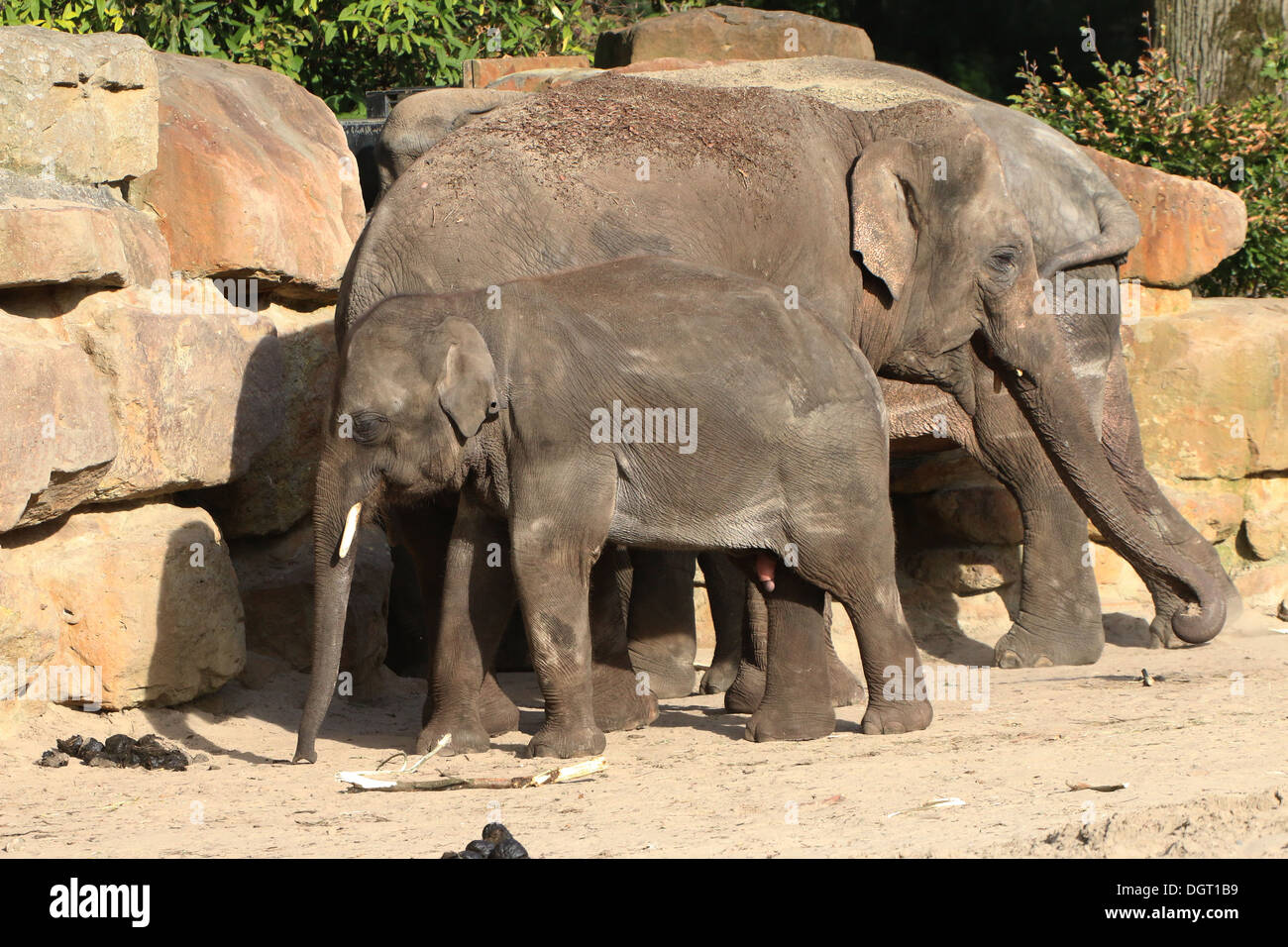 Family of Asian elephants (Elephas maximus) Stock Photo