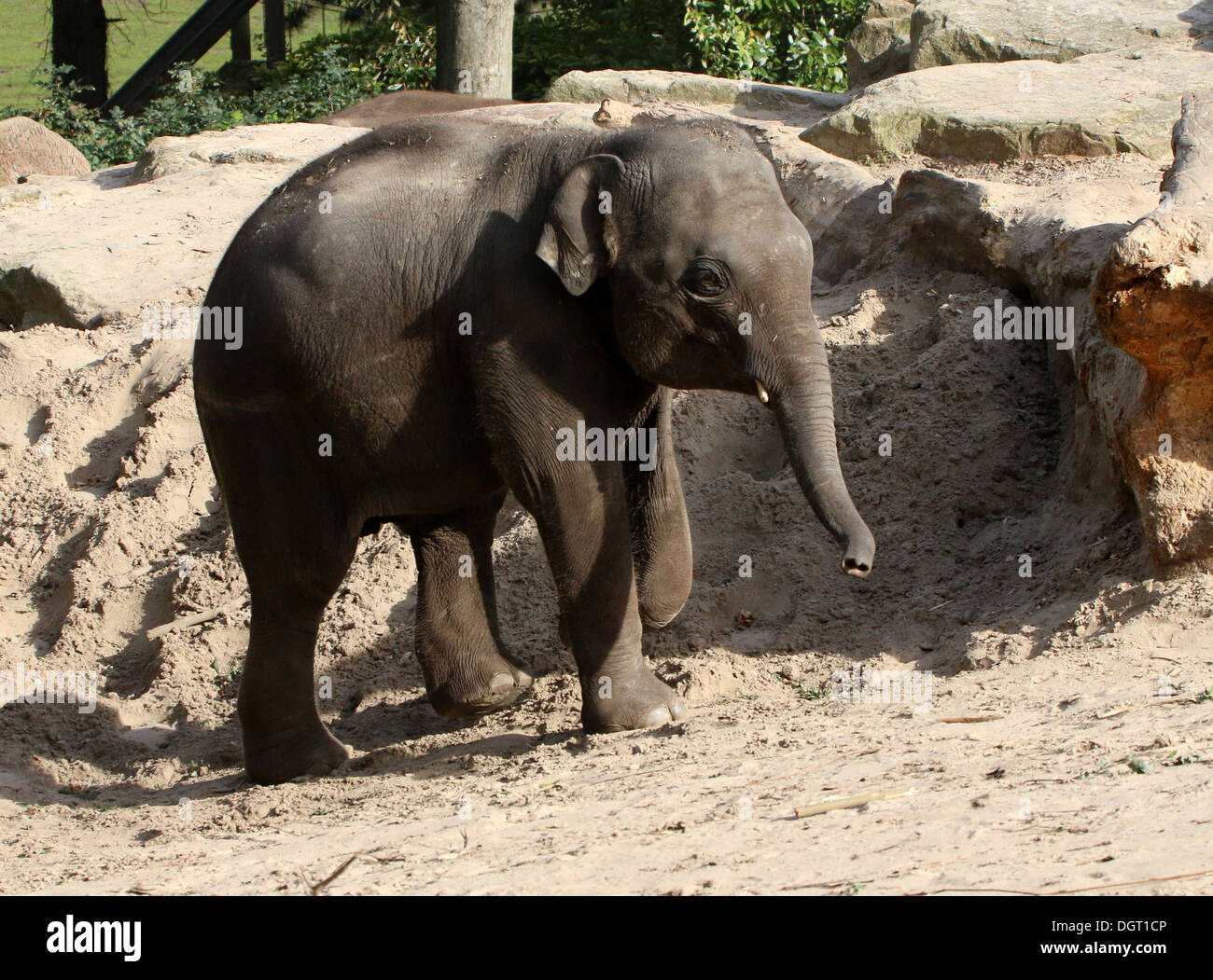 Asian elephant (Elephas maximus) walking Stock Photo