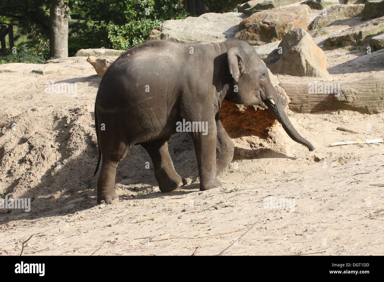 Asian elephant (Elephas maximus) walking Stock Photo