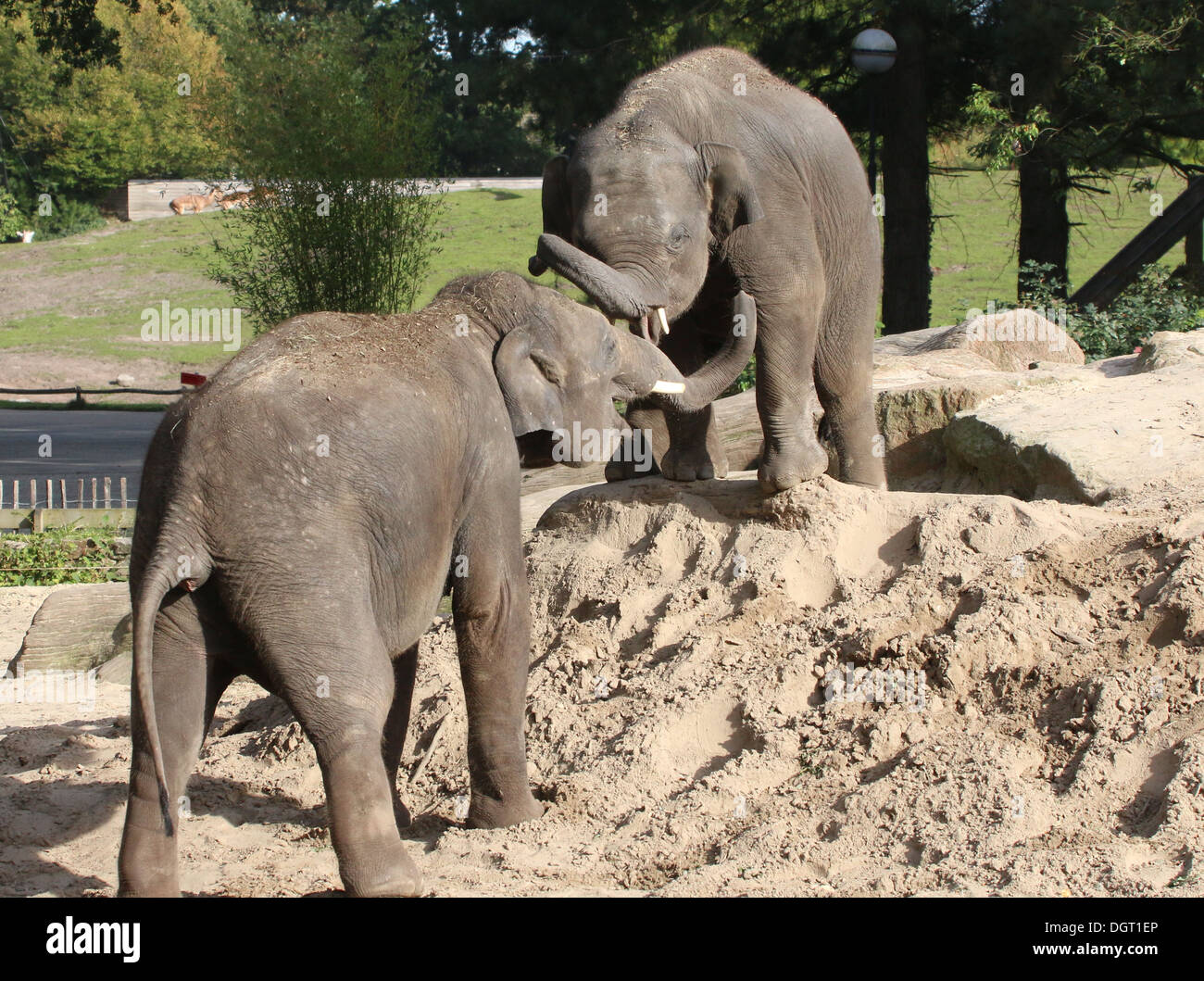 Two young male Asian elephants (Elephas maximus) playing and jostling Stock Photo