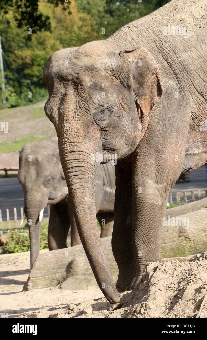 Asian elephant (Elephas maximus) close-up of head and trunk Stock Photo