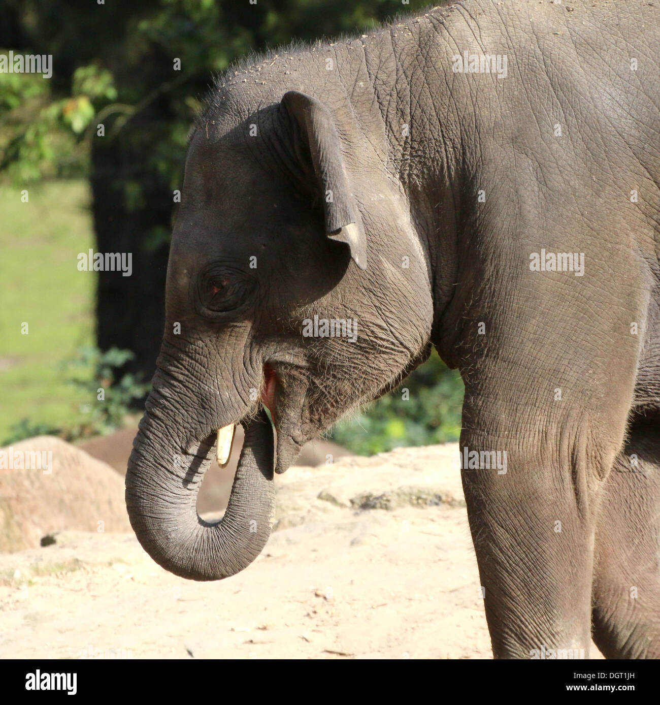 Asian elephant (Elephas maximus) eating, trunk in mouth Stock Photo