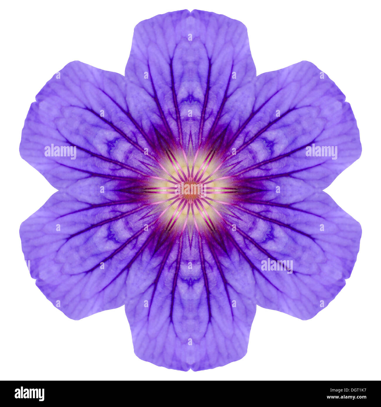 Purple Mandala Geranium Flower with Visible Veins in Petals Isolated on