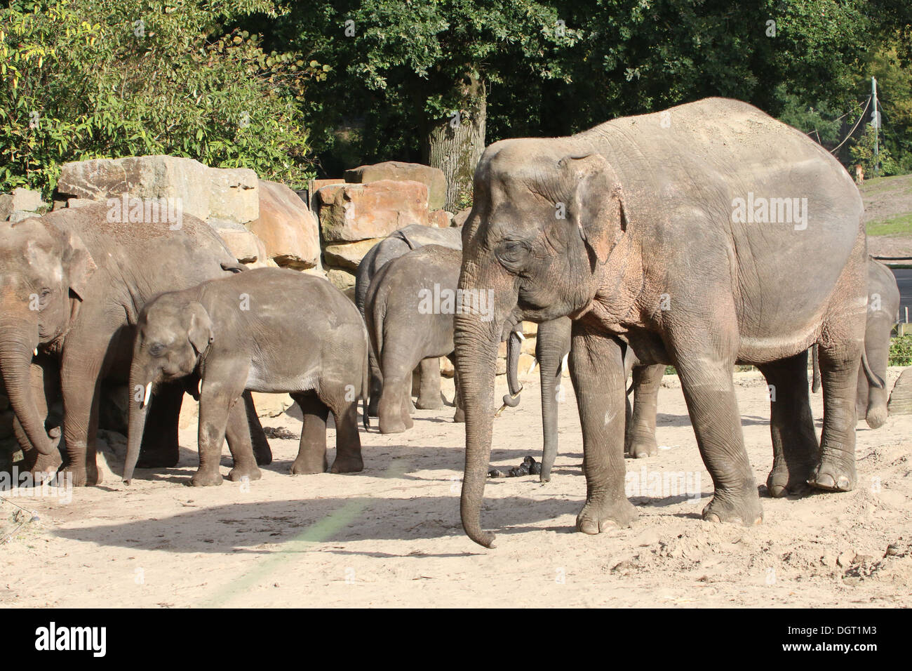 Group of Asian elephants (Elephas maximus) in a natural setting Stock Photo