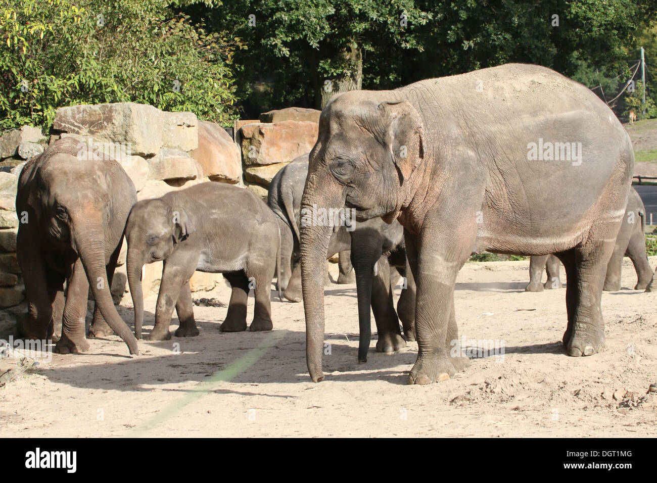 Group of Asian elephants (Elephas maximus) in a zoo setting Stock Photo