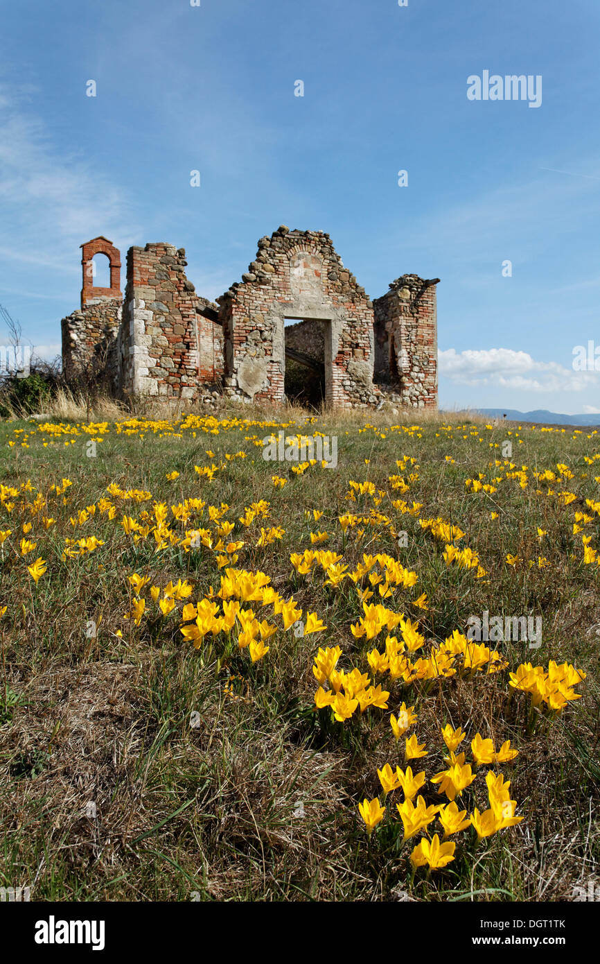 Autumn Daffodil, Lily-of-the-field or Yellow Autumn Crocus (Sternbergia lutea) in front of the ruins of a chapel of a large Stock Photo