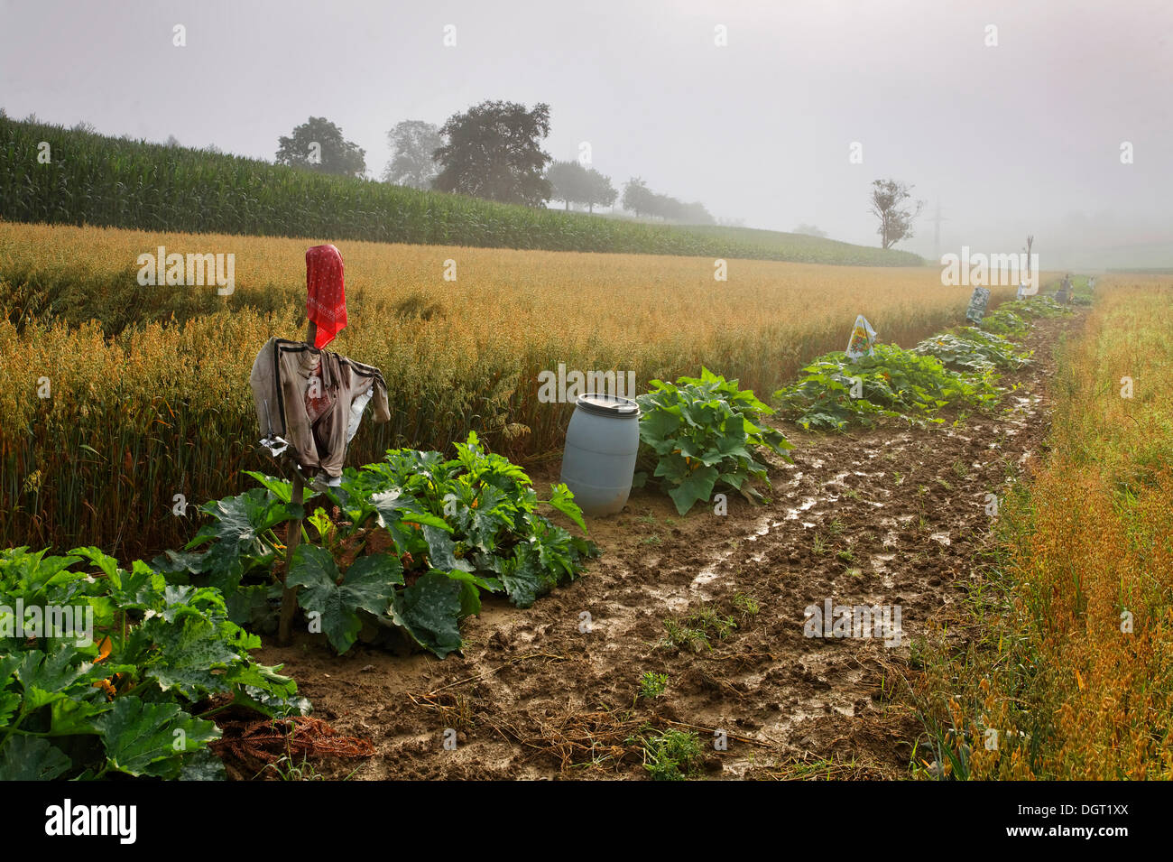 A vegetable field with scarecrows on Dinkelberg mountain, between Minseln, Adelhausen and Eichsel, Rheinfelden - Baden Stock Photo