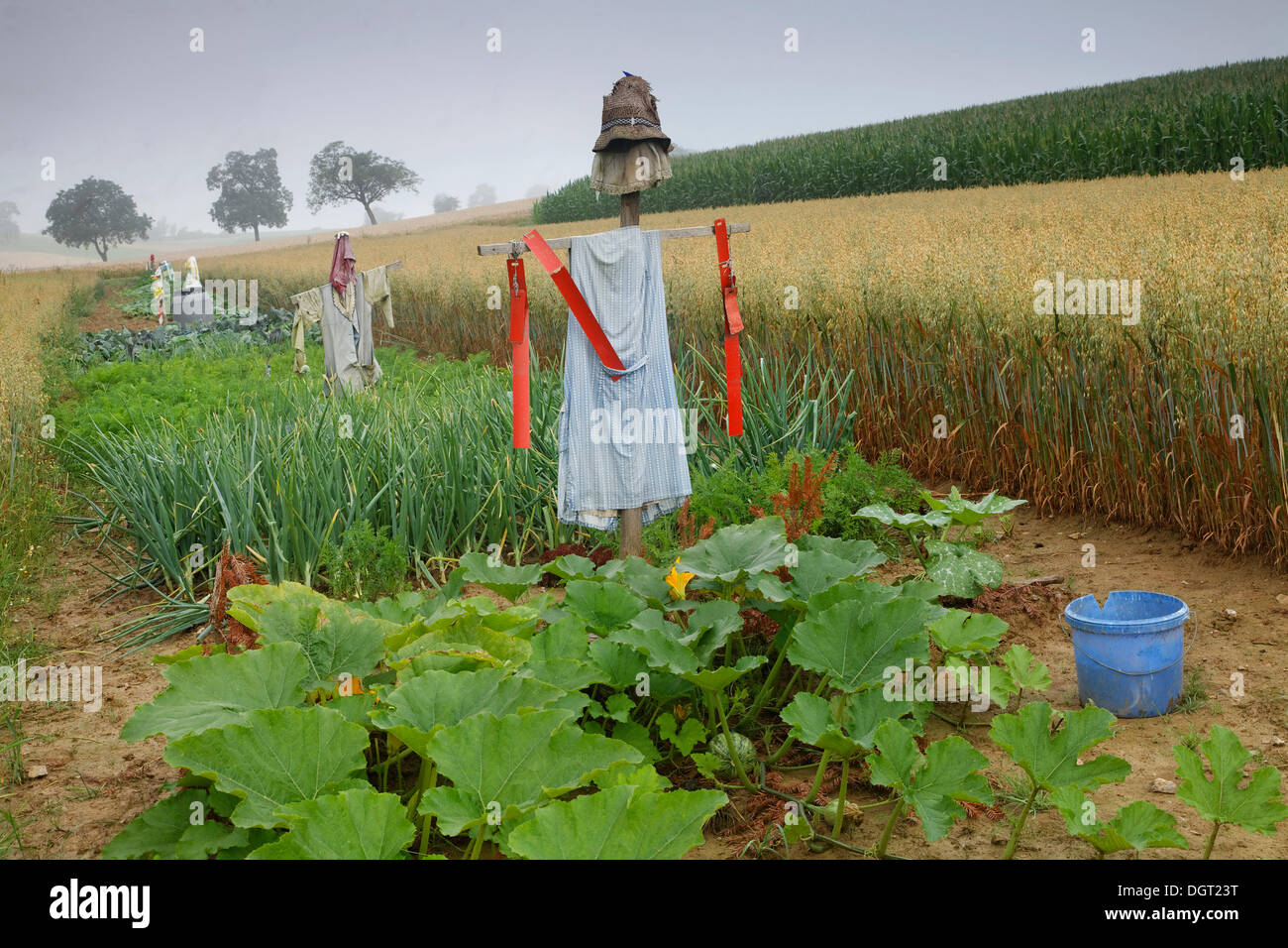 Scarecrow On A Field High Resolution Stock Photography and Images - Alamy