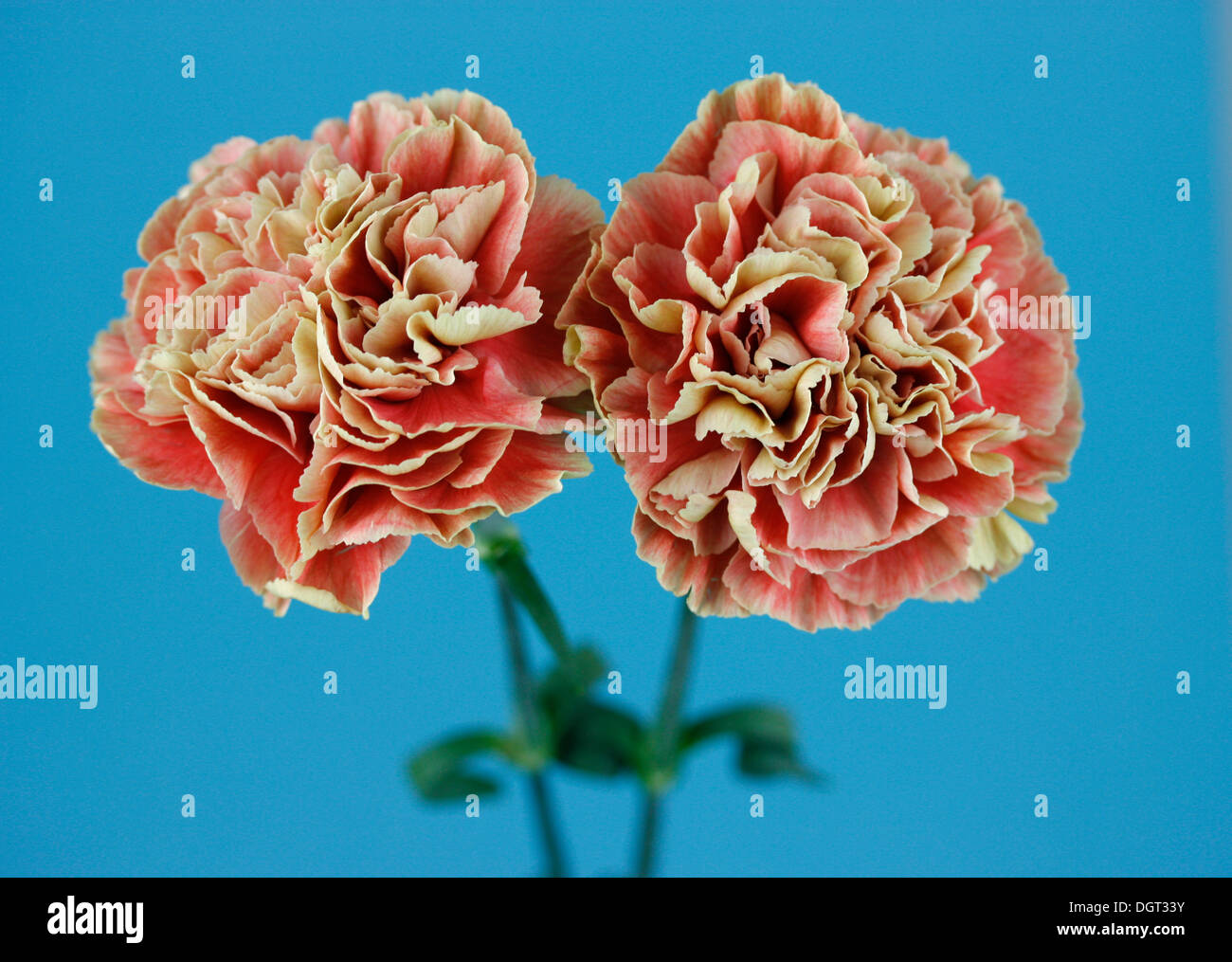 Two Carnations (Dianthus Stock Photo Alamy