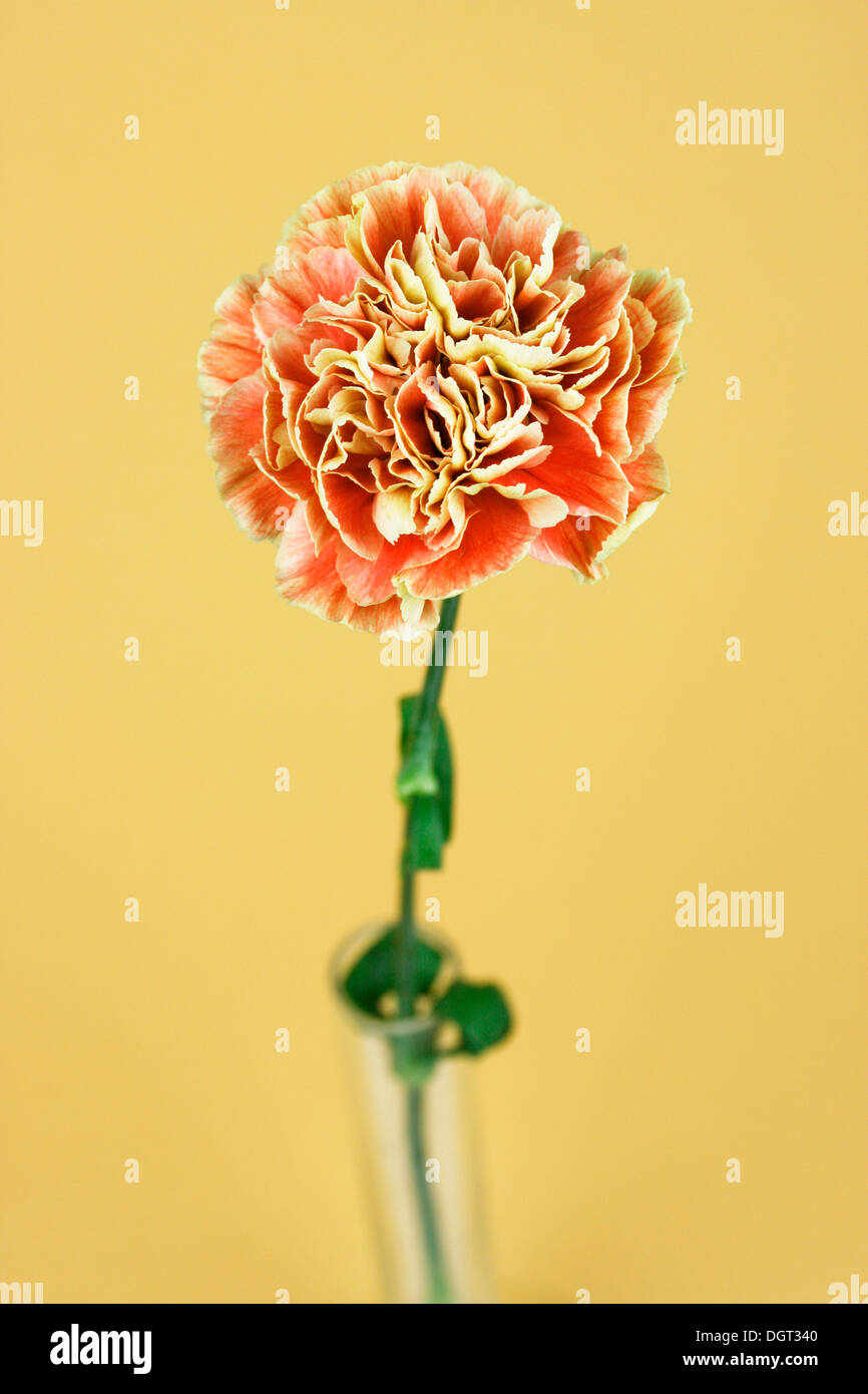 Carnation varieties hires stock photography and images Alamy