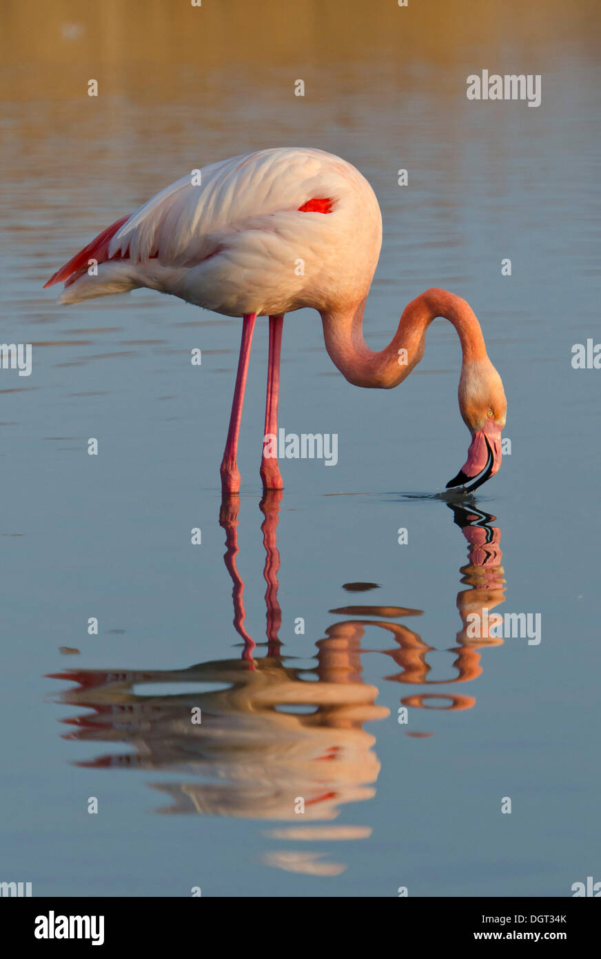 Rosa flamingo hi-res stock photography and images - Alamy