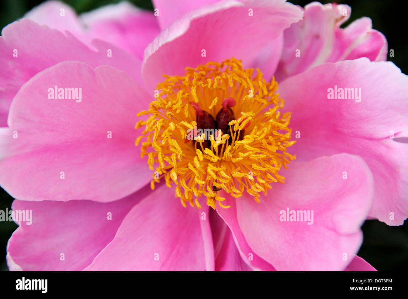 Pink rose flower (Rosa), stamens Stock Photo Alamy