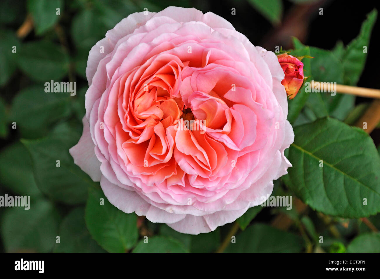 Flower of an English fragrant rose 'Auscot' (Rosa), Ringsheim, Baden-Wuerttemberg Stock Photo