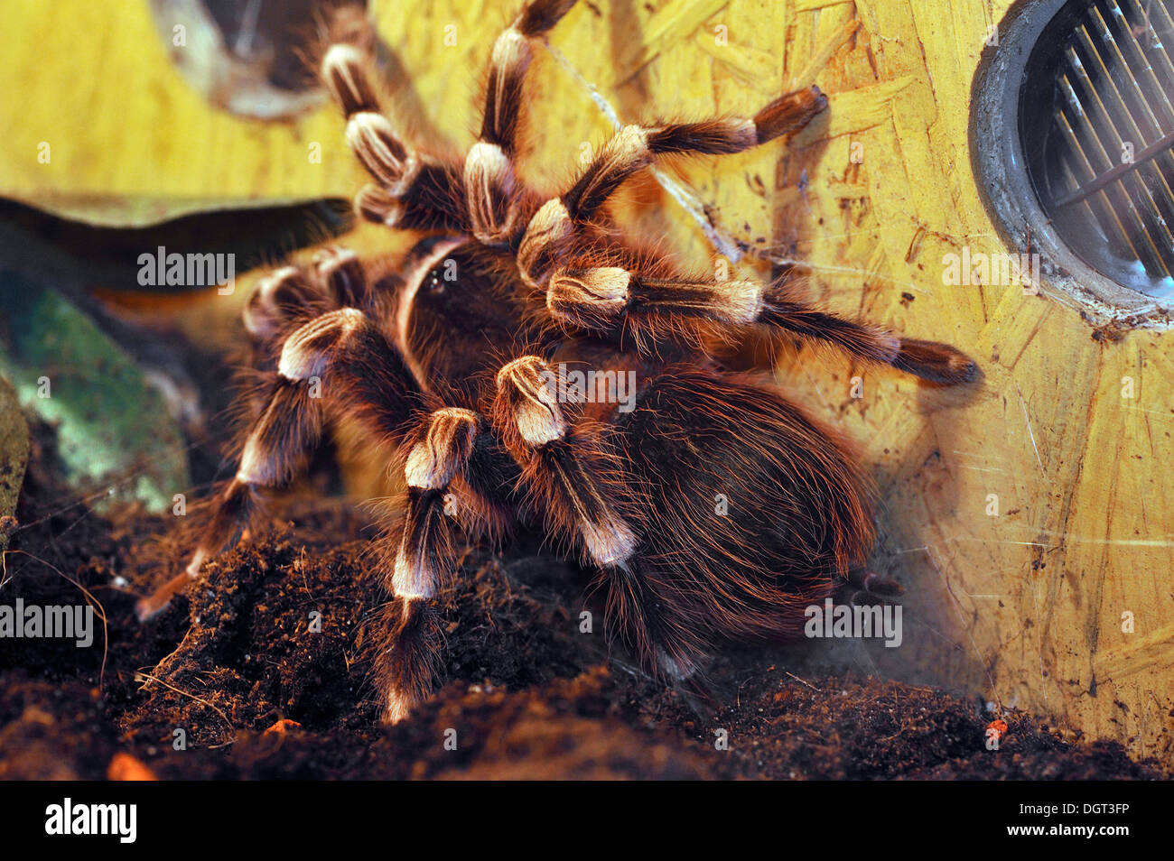 Brazilian Salmon Pink Bird-eating Tarantula (Lasiodora parahybana), in a terrarium, occurrence Eastern Brazil, Ringsheim Stock Photo