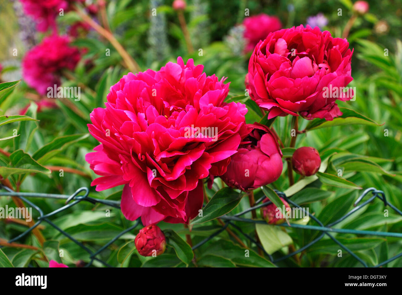 Red peony (Paeonia) with buds on a garden fence, Othenstorf, Mecklenburg-Western Pomerania Stock Photo