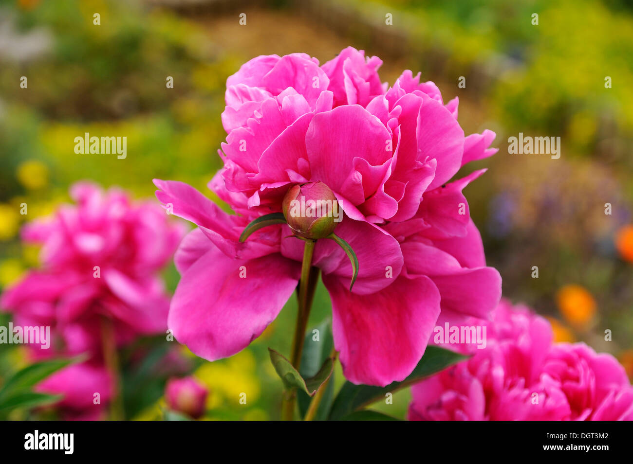 Pink peonies (Paeonia) with buds, Othenstorf, Mecklenburg-Western Pomerania Stock Photo