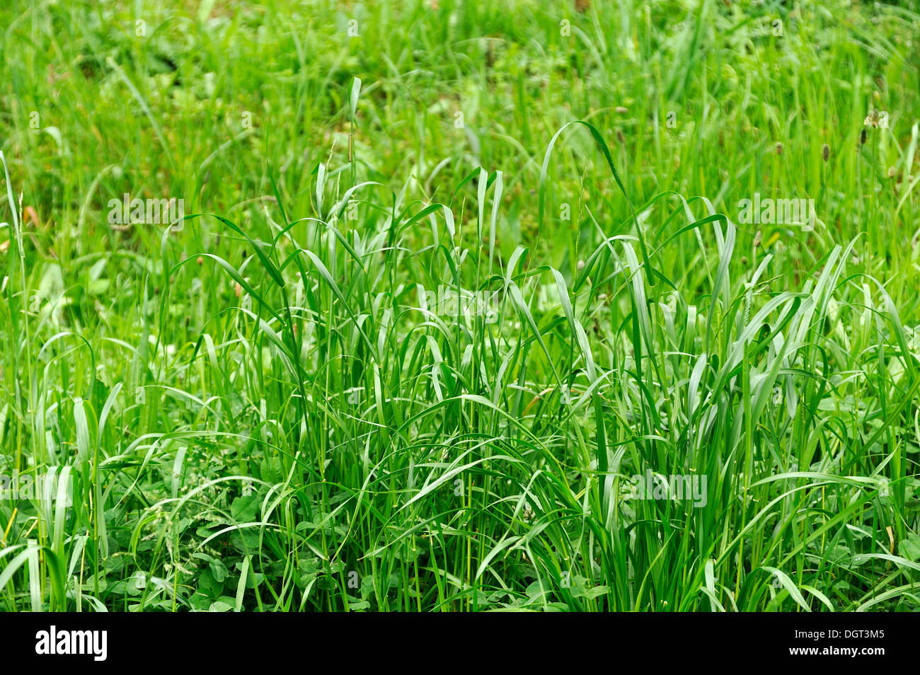 Blades of grass, red fescue or creeping red fescue grass (Festuca Stock Photo 61995365 Alamy