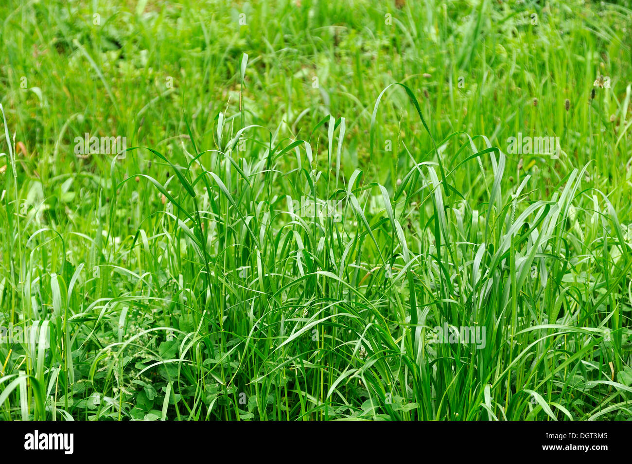 Blades of grass, red fescue or creeping red fescue grass (Festuca rubra), Freiamt, Black Forest, Baden-Wuerttemberg Stock Photo