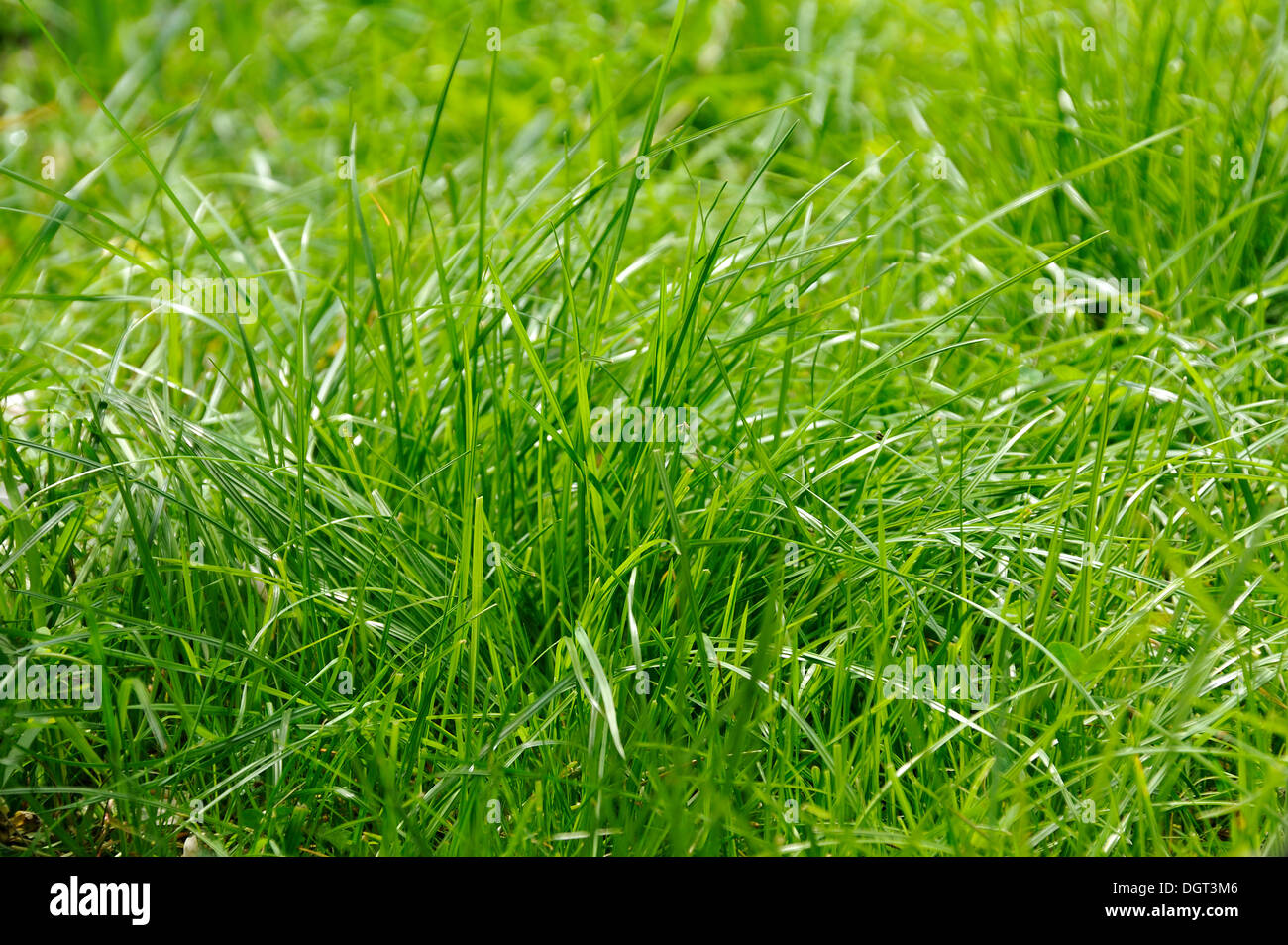 Blades of grass, red fescue or creeping red fescue grass (Festuca rubra), Freiamt, Black Forest, Baden-Wuerttemberg Stock Photo