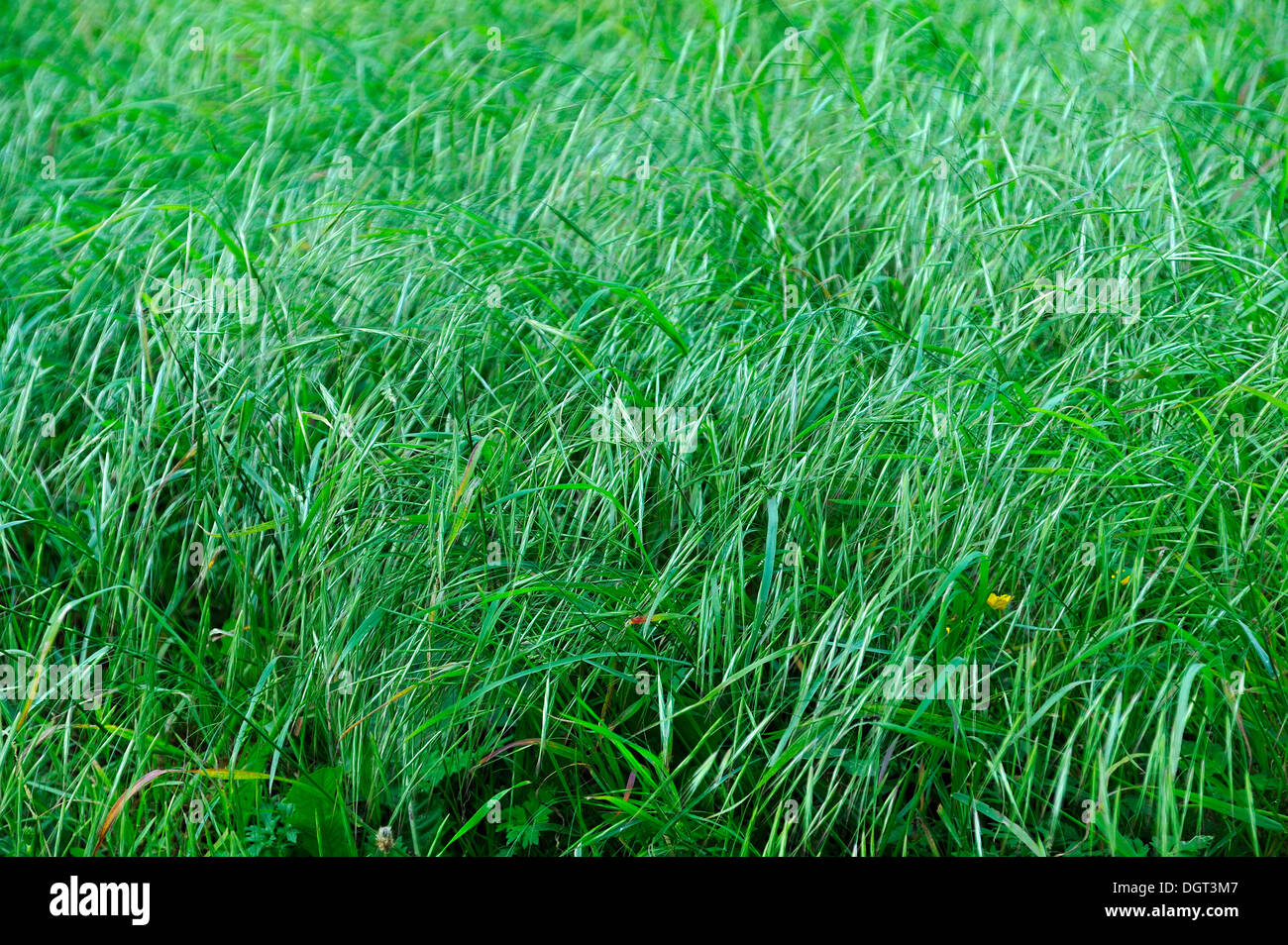 Blades of grass, red fescue or creeping red fescue grass (Festuca Stock Photo 61995367 Alamy