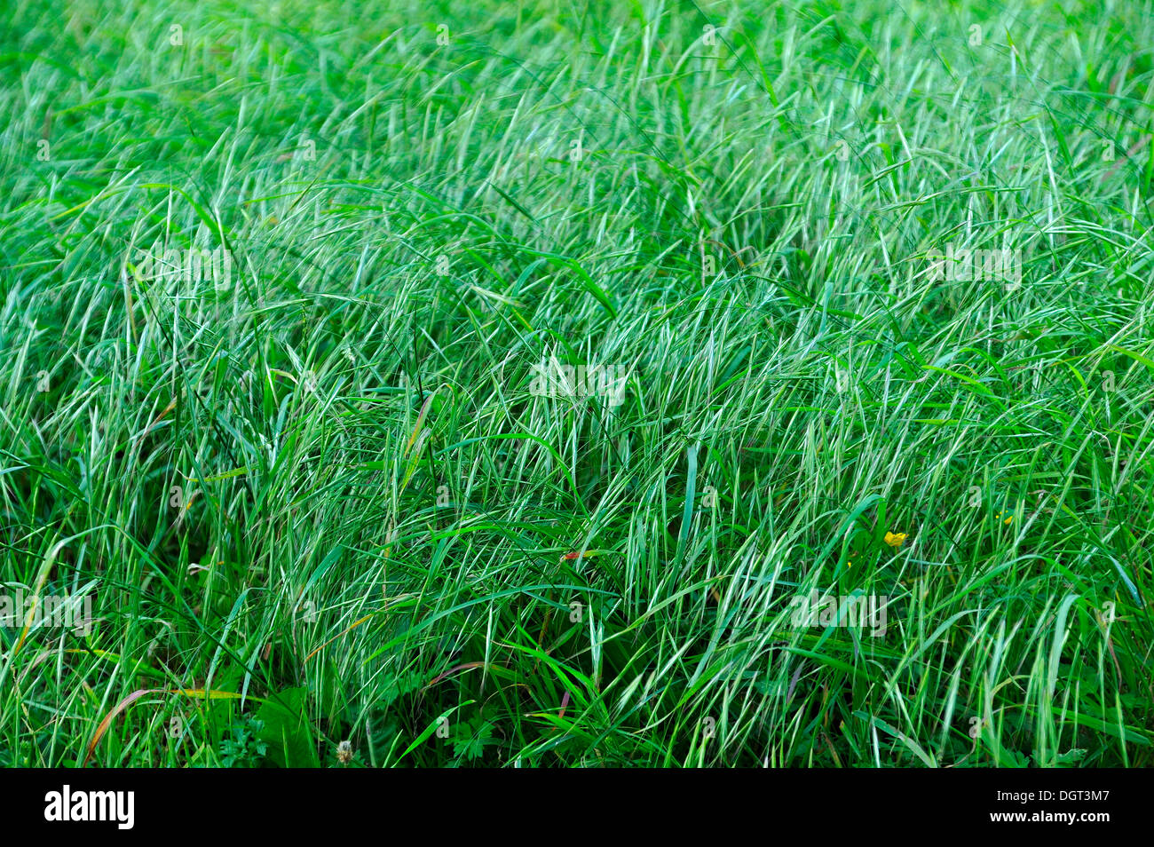 Blades of grass, red fescue or creeping red fescue grass (Festuca rubra), Freiamt, Black Forest, Baden-Wuerttemberg Stock Photo