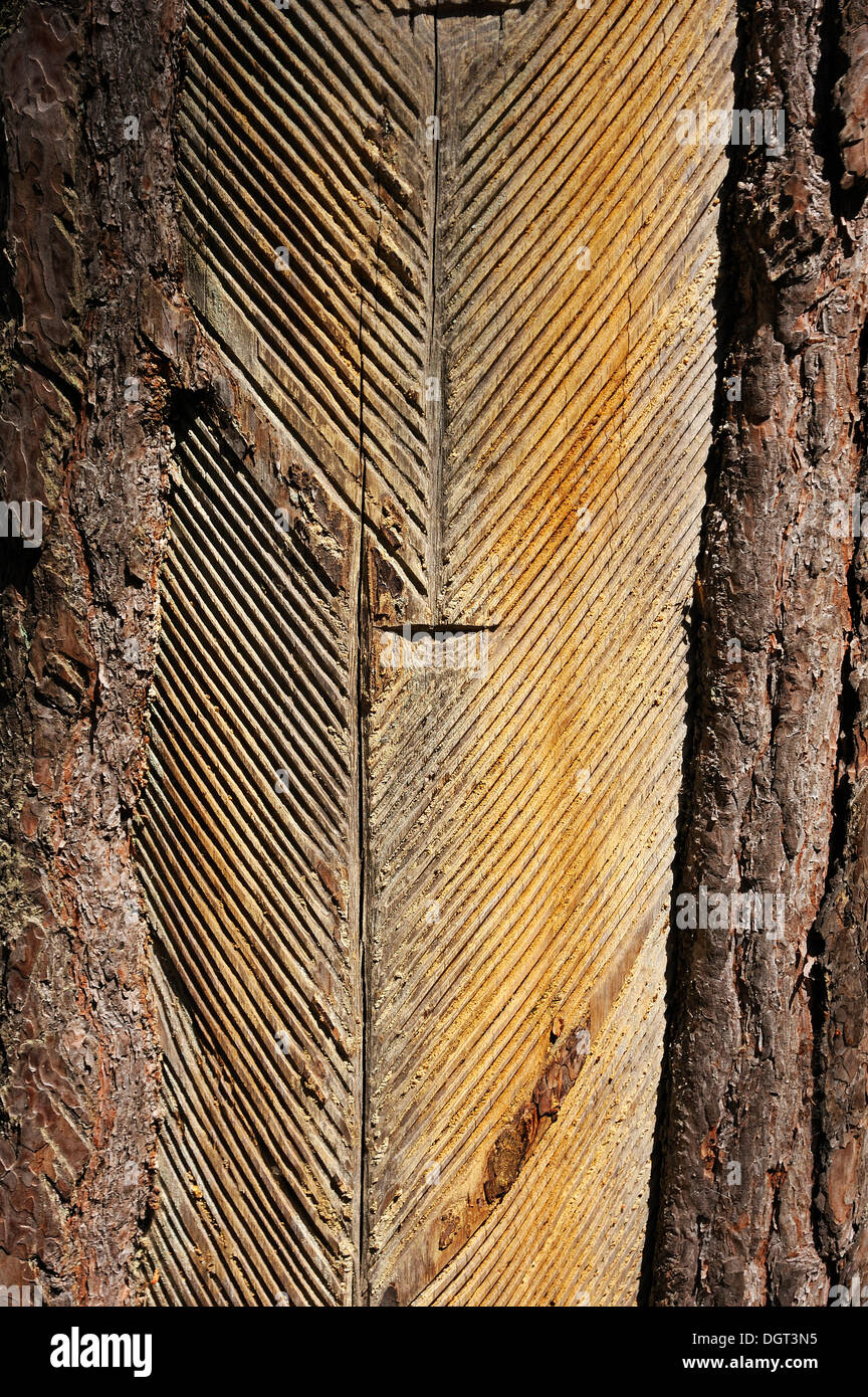 Resinous resin hi res stock photography and images Alamy Resinous resin hi res stock photography and images Alamy